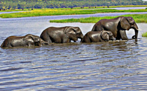 Safari Cruise Victoria Falls 4