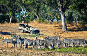 Victoria Falls Game Drive 1