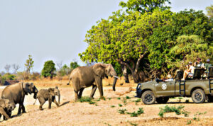 Victoria Falls Game Drive 2