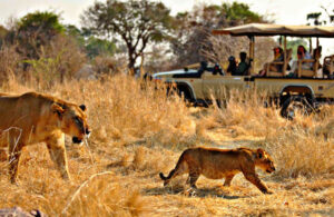 Victoria Falls Game Drive