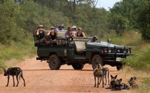 Victoria Falls Game Drive 5