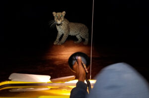 Victoria Falls Night Game Drive