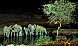 Victoria Falls Night Game Drive 1