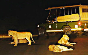 Victoria Falls Night Game Drive 3