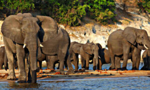 Victoria Falls Sunset Cruise 2