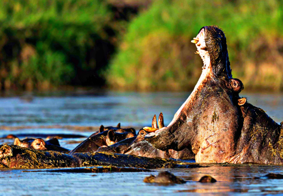 Victoria Falls Sunset Cruise 3