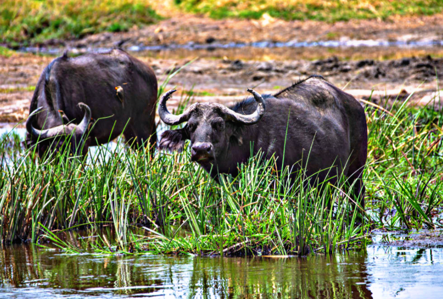 Victoria Falls Sunset Cruise 5