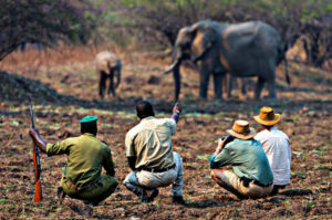 Victoria Falls Walking Safari