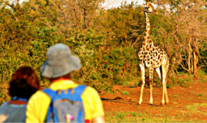 Victoria Falls Walking Safari 1