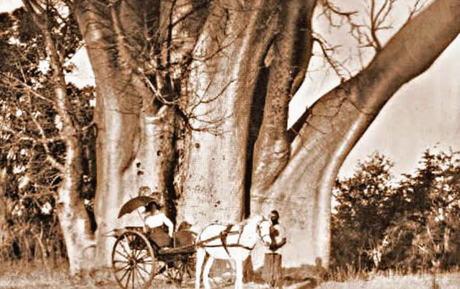 Victoria Falls Big Tree 1915 (Image credit_ Percy Clark)