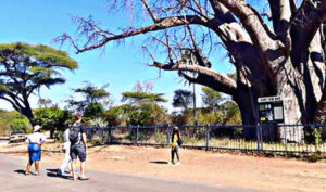 Victoria Falls City Tour the big tree